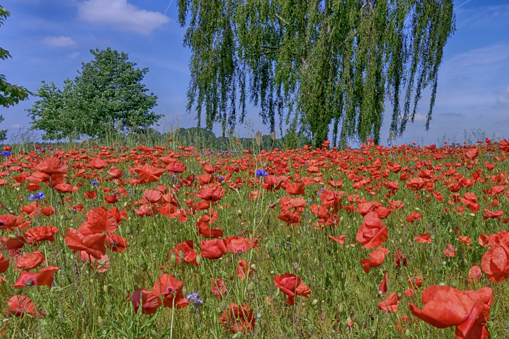 Auf der Mohnwiese