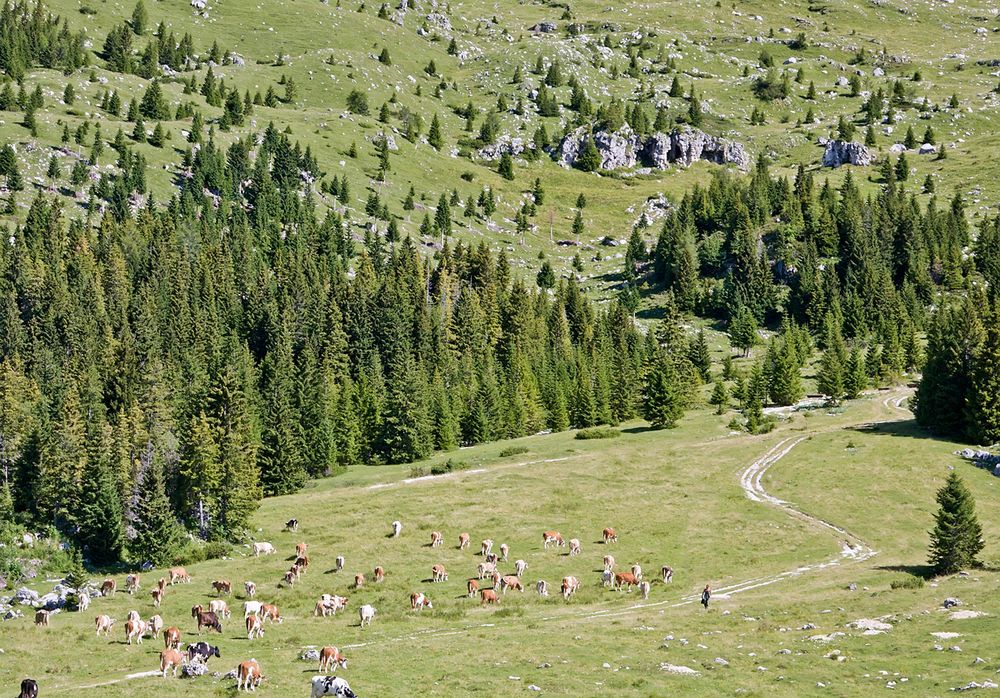 Auf der Montasch - Alm