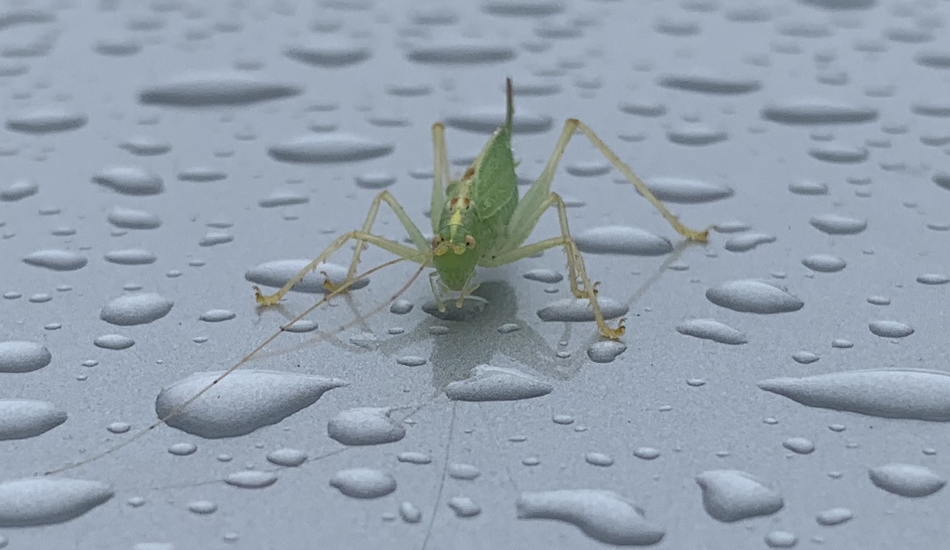 Auf der Motorhaube bei Regen 