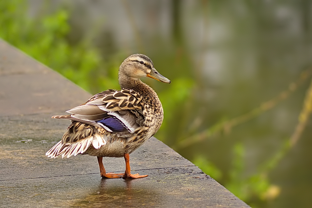 Auf der Murrpromenade