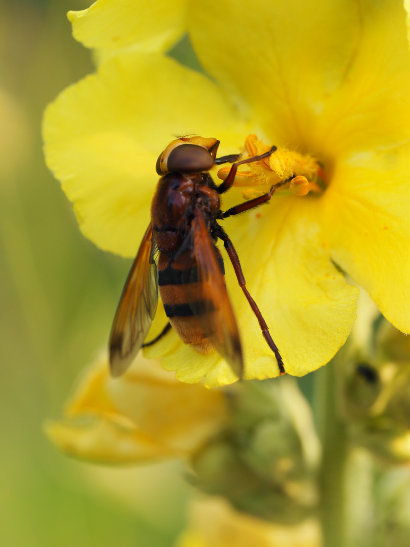 Auf der Nachtkerzenblüte