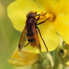 Auf der Nachtkerzenblüte