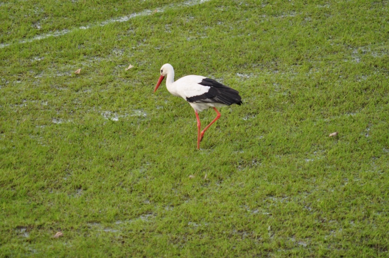 Auf der Nahrungssuche, Storch in dere Disselmersch bei Lippborg