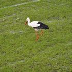 Auf der Nahrungssuche, Storch in dere Disselmersch bei Lippborg