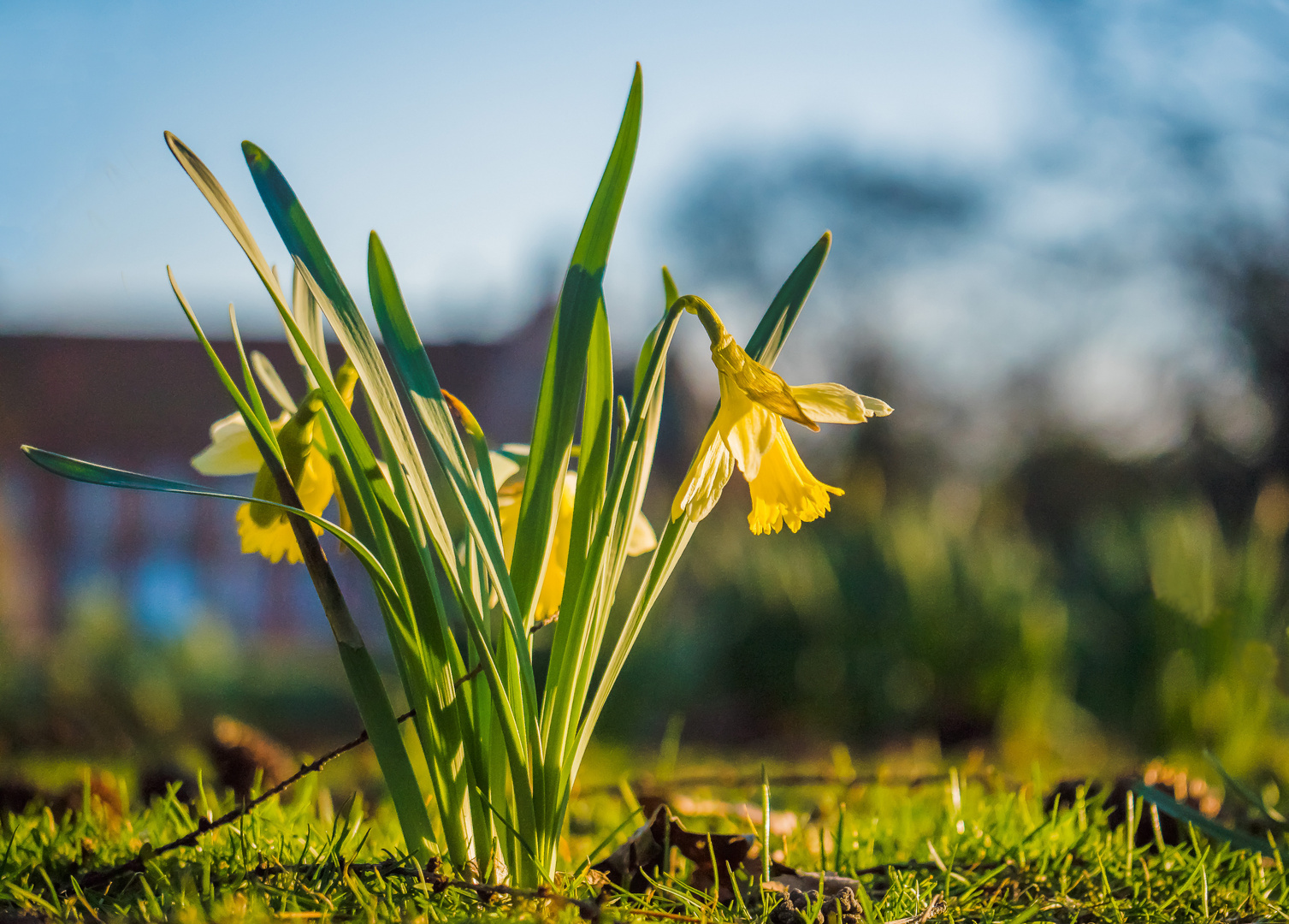 Auf der Narzissenwiese Foto & Bild frühling, frühblüher, narzissen