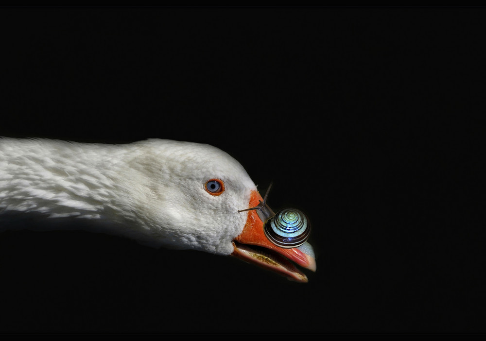 " Auf der Nase ..."