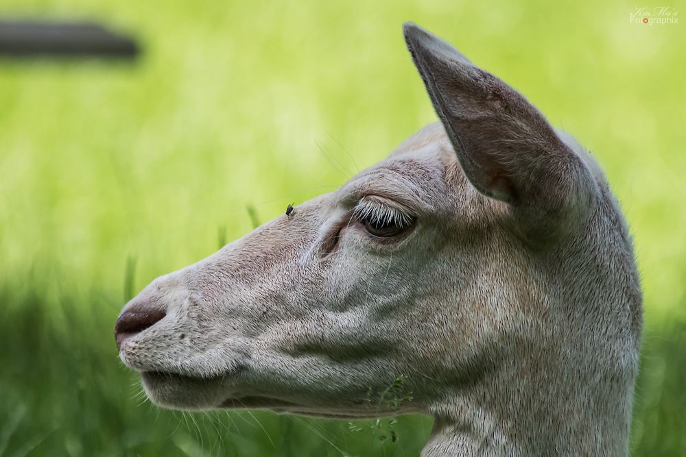 Auf der Nase