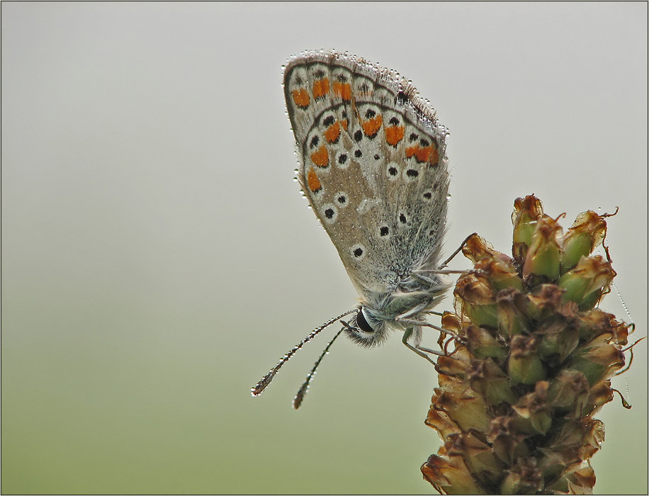 auf der nebelfeuchten Wiese ...