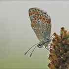 auf der nebelfeuchten Wiese ...