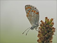 auf der nebelfeuchten Wiese ...