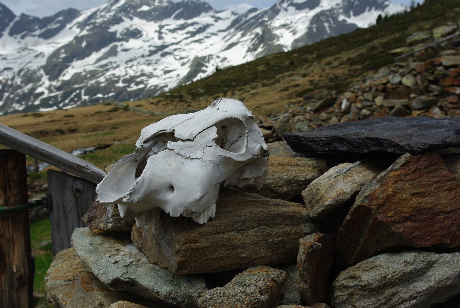 Auf der oberen Koffleralm im Tiroler Reintal