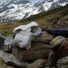 Auf der oberen Koffleralm im Tiroler Reintal