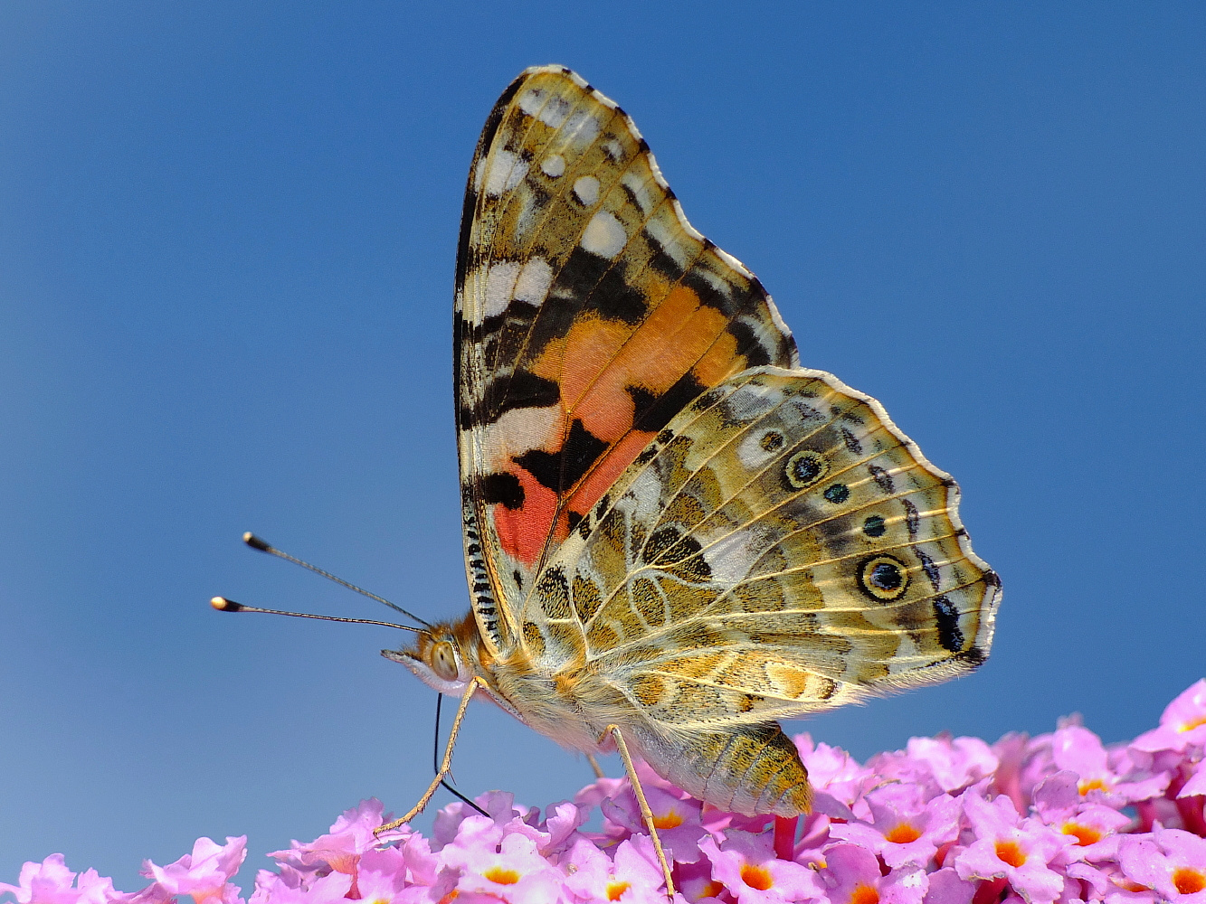 Auf der obersten Blüte des Schmetterlingsflieders