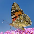 Auf der obersten Blüte des Schmetterlingsflieders