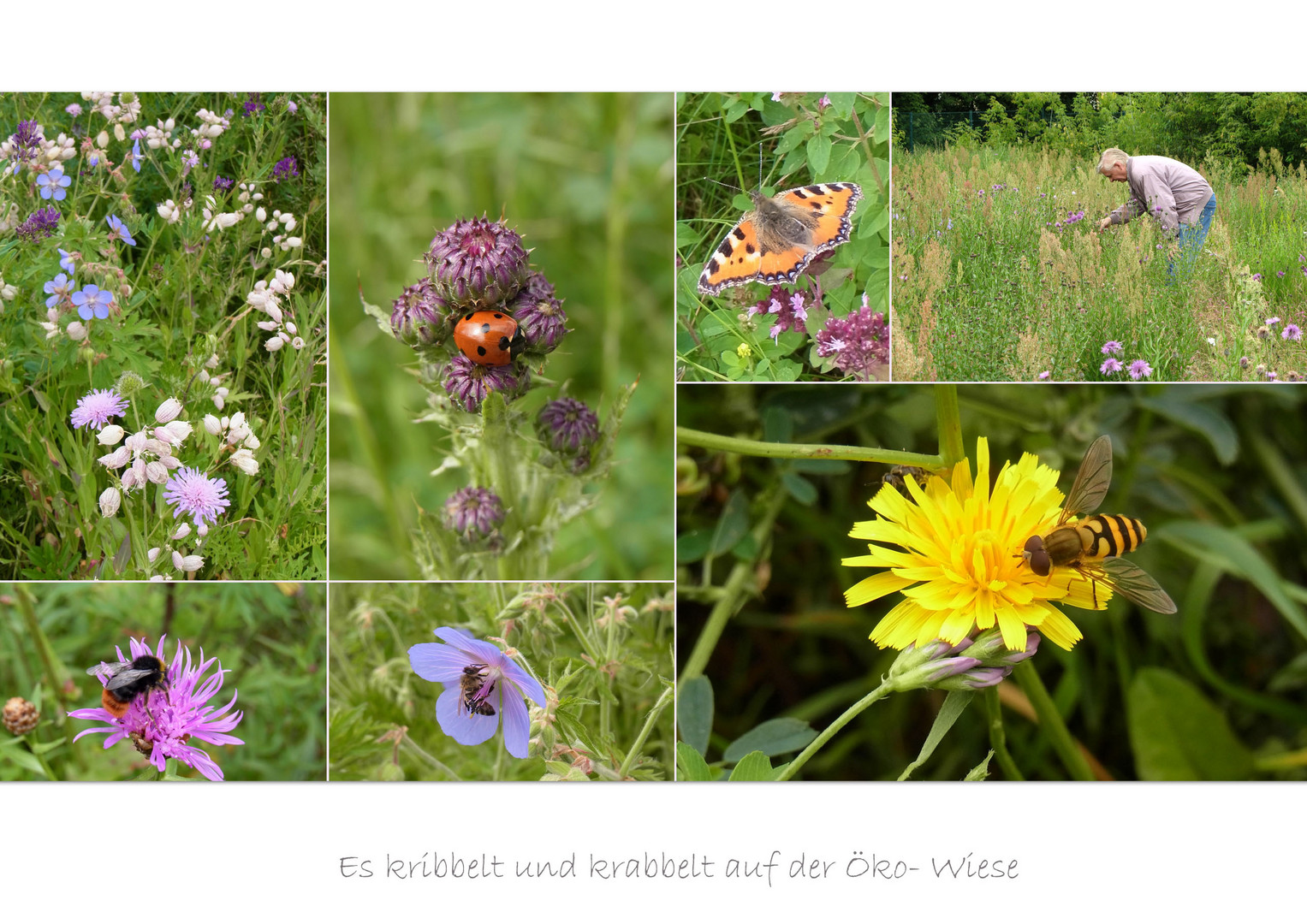 Auf der Öko-Wiese Jun 2013