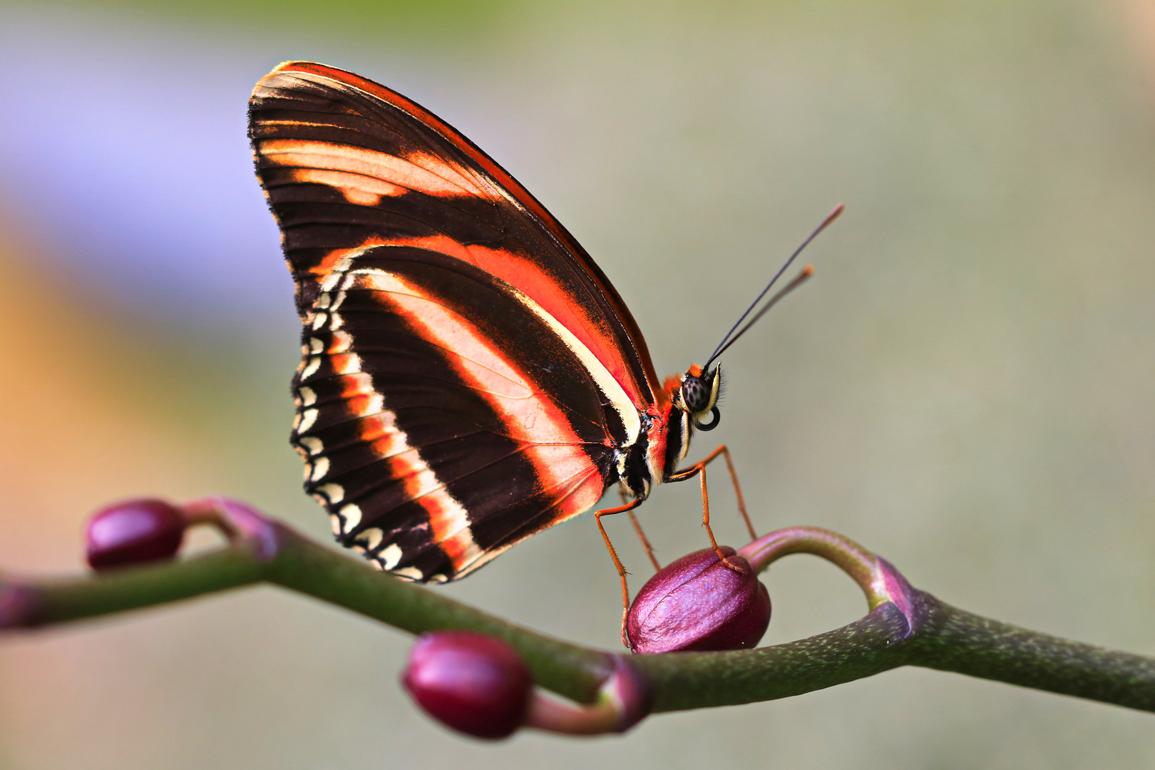 Auf der Orchideenblüte