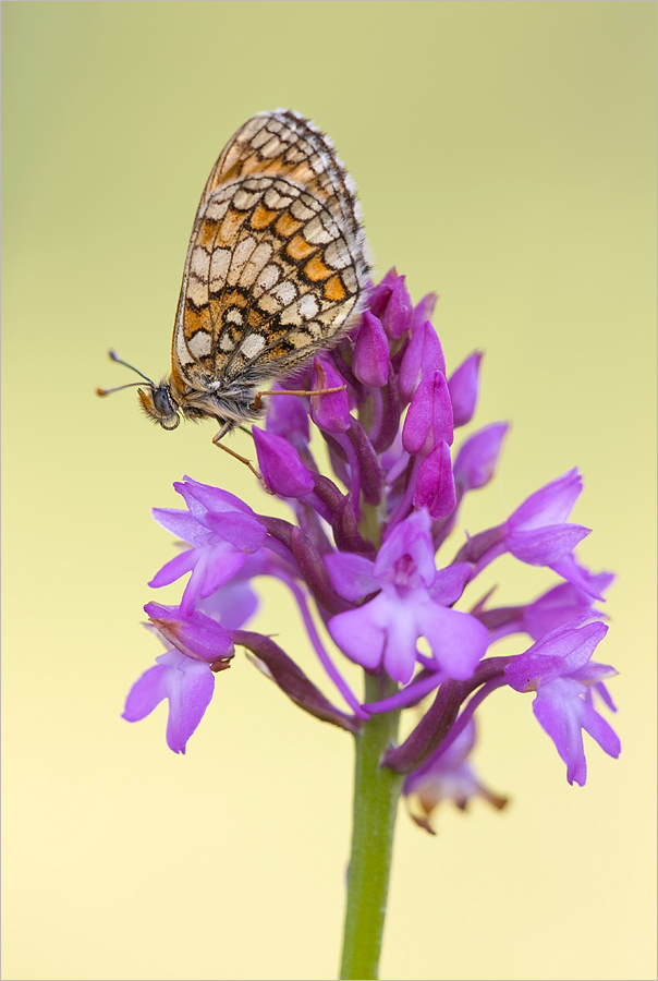 Auf der Orchideenblüte ...