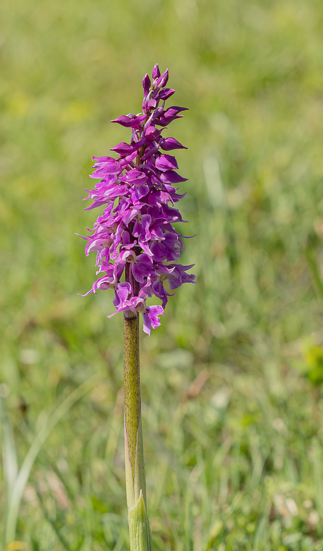 Auf der Orchideenwiese...