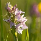 Auf der Orchideenwiese