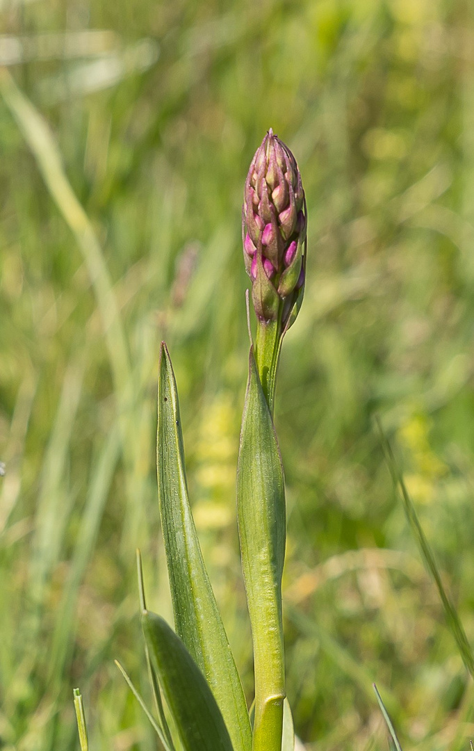 Auf der Orchideenwiese...