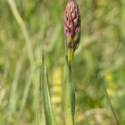 Auf der Orchideenwiese...