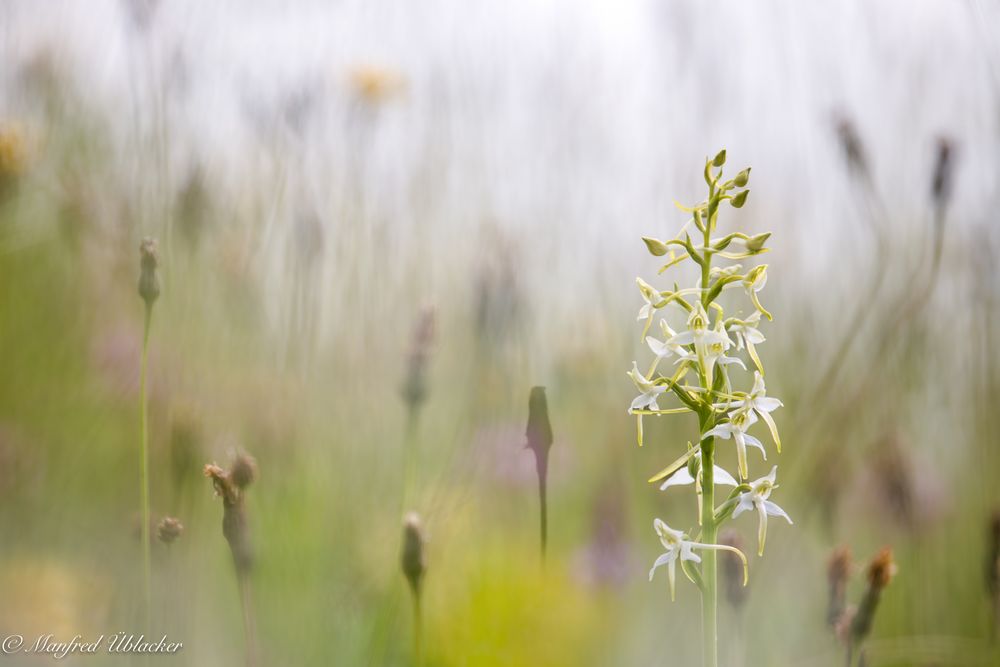 Auf der Orchideenwiese ...