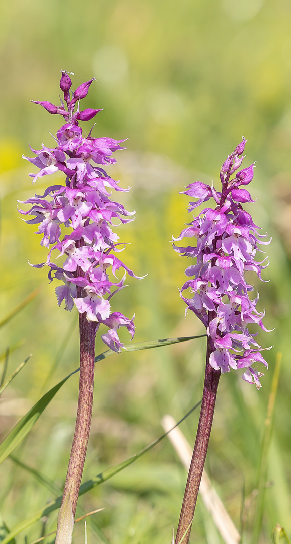 Auf der Orchideenwiese...