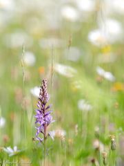 Auf der Orchideenwiese ...