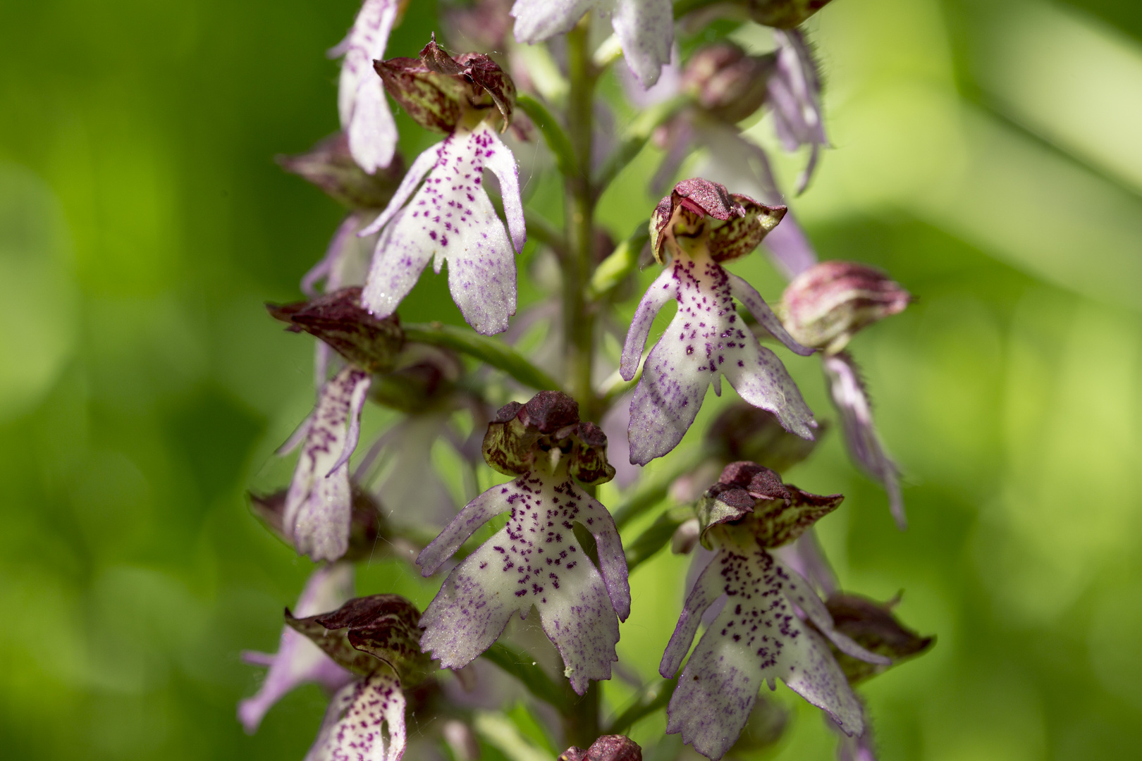 auf der Orchideenwiese: das Purpur-Knabenkraut (3) 