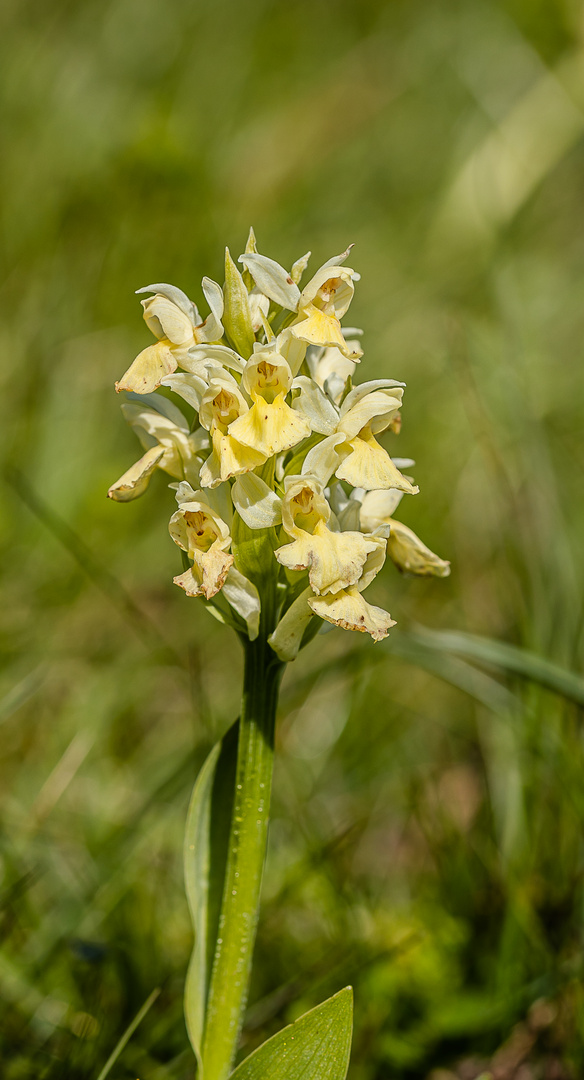 Auf der Orchideenwiese...