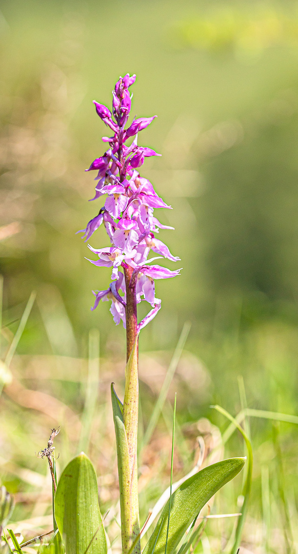 Auf der Orchideenwiese...