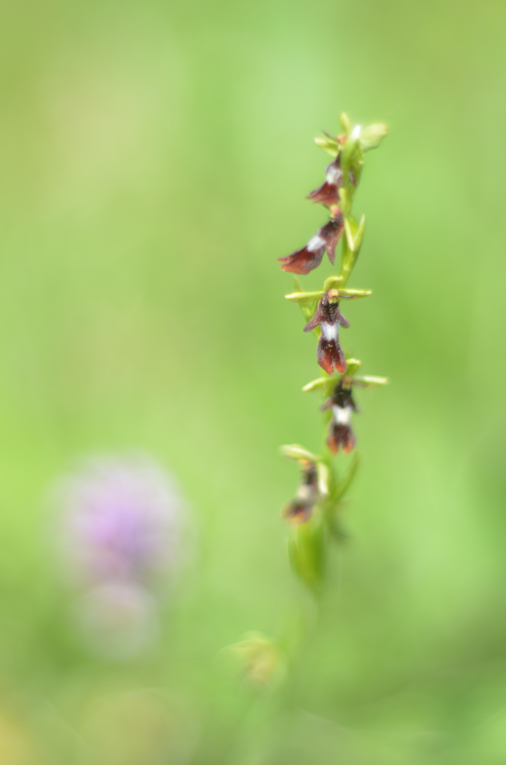 Auf der Orchideenwiese