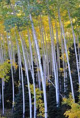 Auf der Owl Creek Pass Road