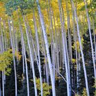 Auf der Owl Creek Pass Road