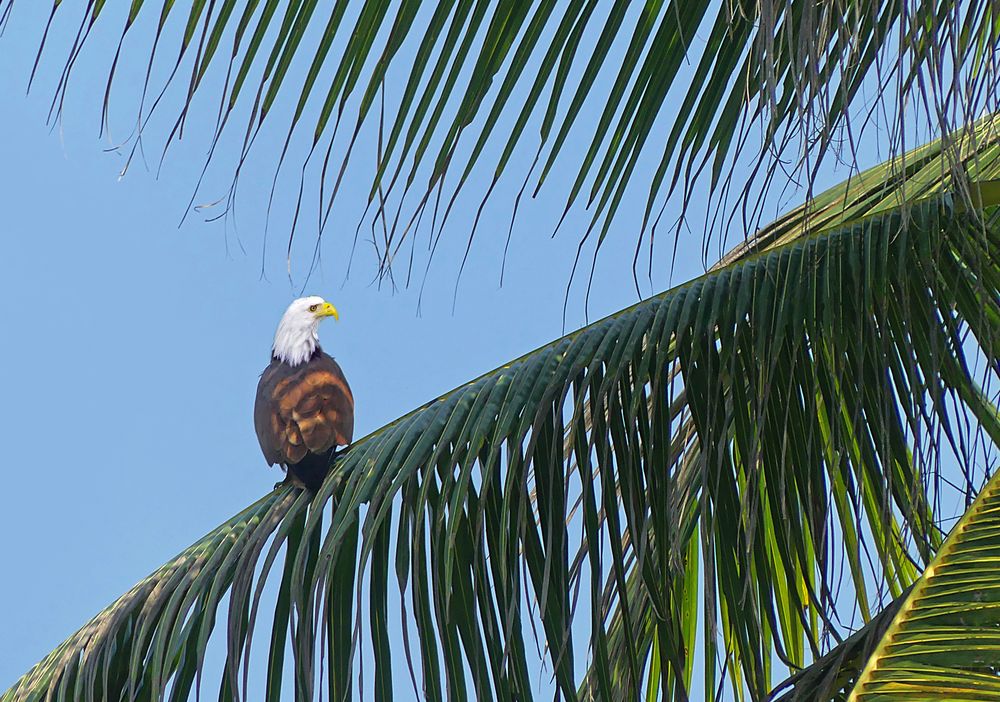 Auf der Palme