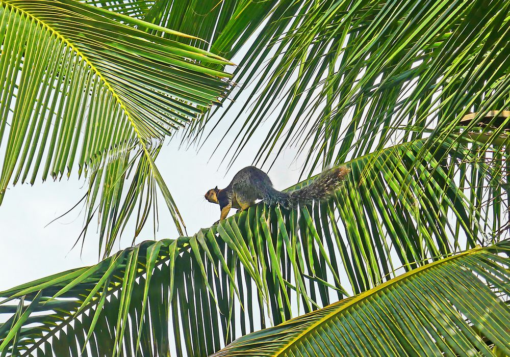 Auf der Palme