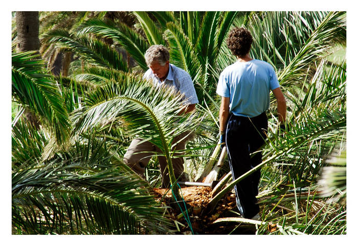 Auf der Palme