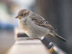 Auf der Parkbank