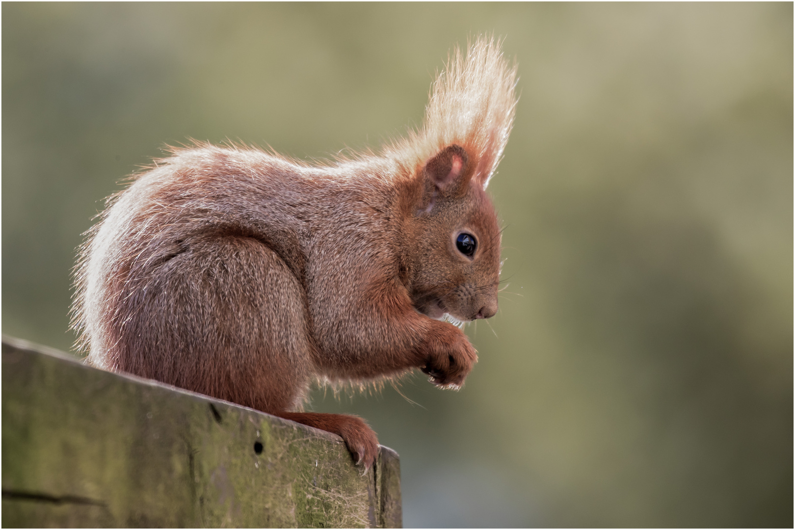 auf der Pergola sitzend.. Foto & Bild | tiere, wildlife, wildlife