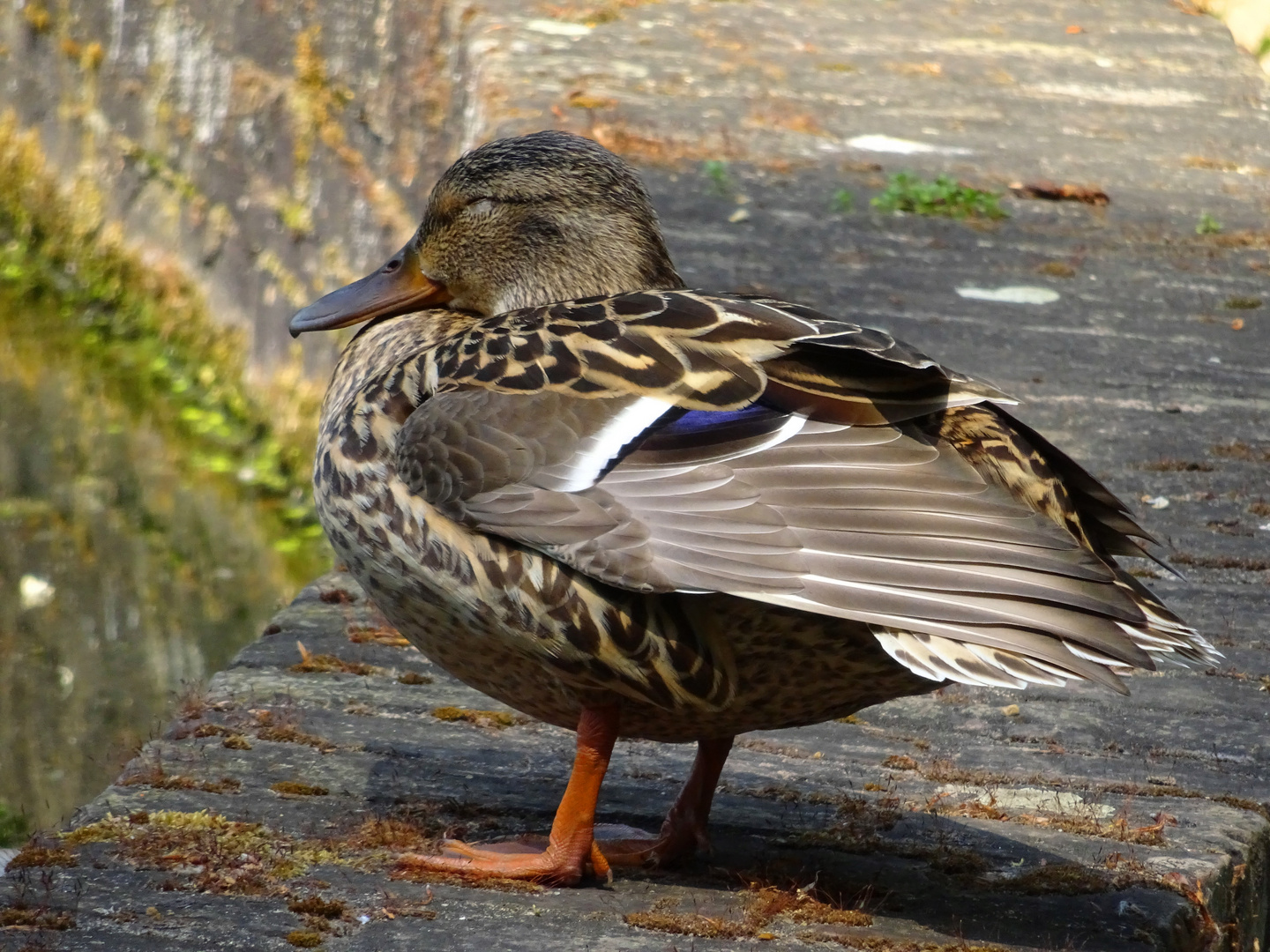 Auf der Pfaueninsel