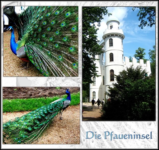 auf der Pfaueninsel