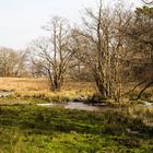 Auf der Pfaueninsel im Februar