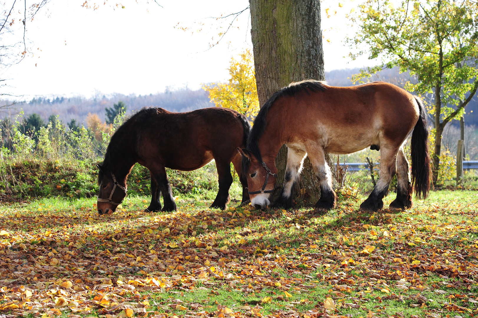 Auf der Pferdekoppel (02)