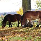 Auf der Pferdekoppel (02)