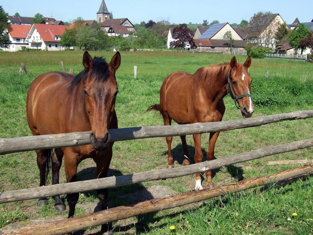 -Auf der Pferdekoppel-