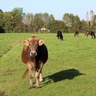 auf der Pferdeweide ...