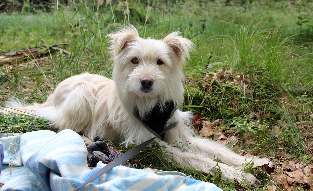 auf der Picknickdecke