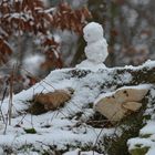 Auf der Pilzen Suche. 