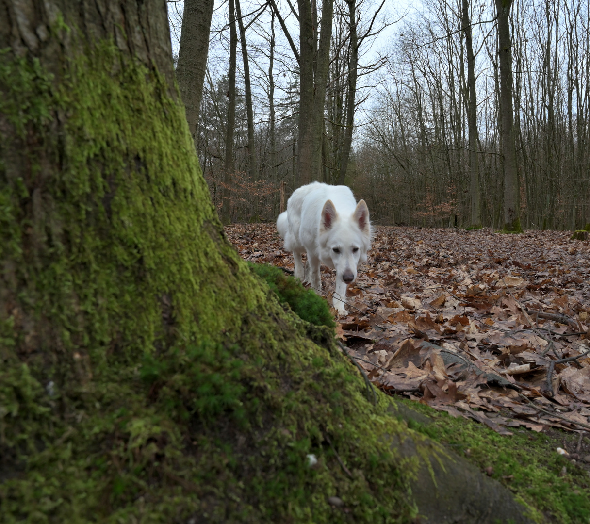 Auf der Pirsch