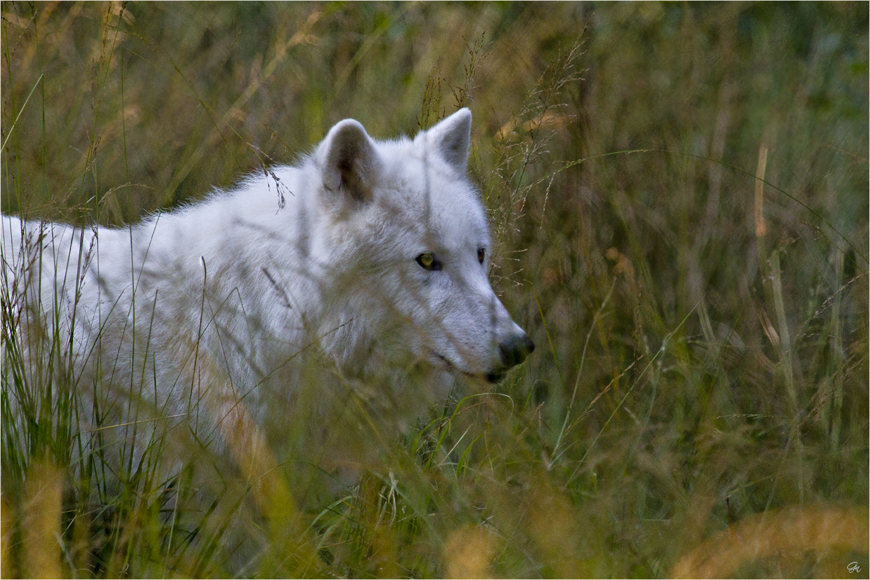 Auf der Pirsch im Gras